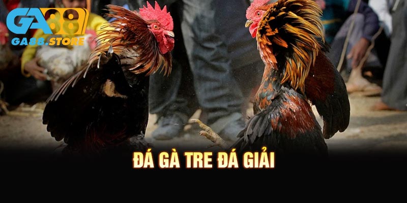 Đá Gà Tre Đá Giải - Những Trận So Tài Kịch Tính Hàng Đầu