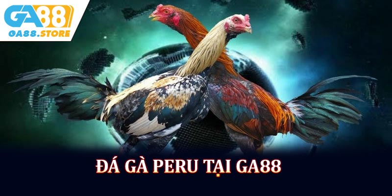 Đá Gà Peru Tại GA88 - Sức Hút Từ Những Trận Đấu Đỉnh Cao