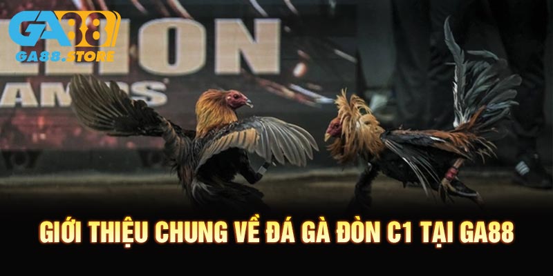 Giới thiệu chung về đá gà đòn C1 tại GA88