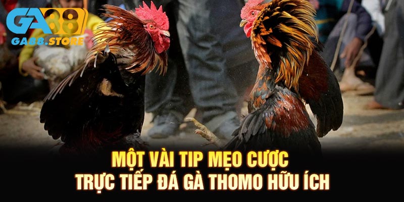Một vài tip mẹo cược trực tiếp đá gà Thomo hữu ích