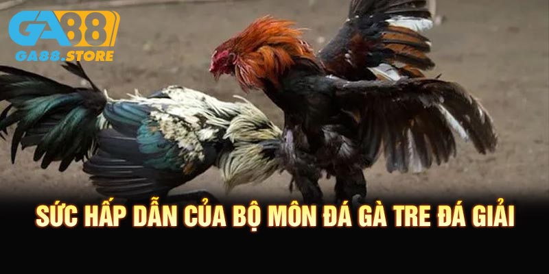 Sức hấp dẫn của bộ môn đá gà tre đá giải