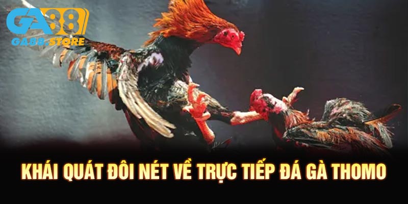 Khái quát đôi nét về trực tiếp đá gà thomo