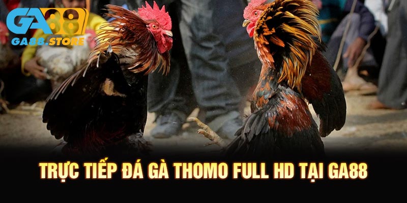 Trực Tiếp Đá Gà Thomo Full HD Tại GA88 – Xem Mượt, Cược Cực Đã