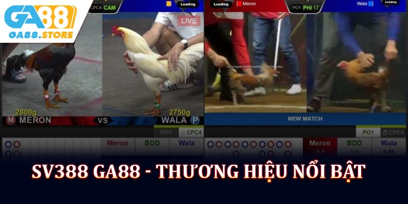 SV388 GA88 - Thương hiệu đá gà nổi bật