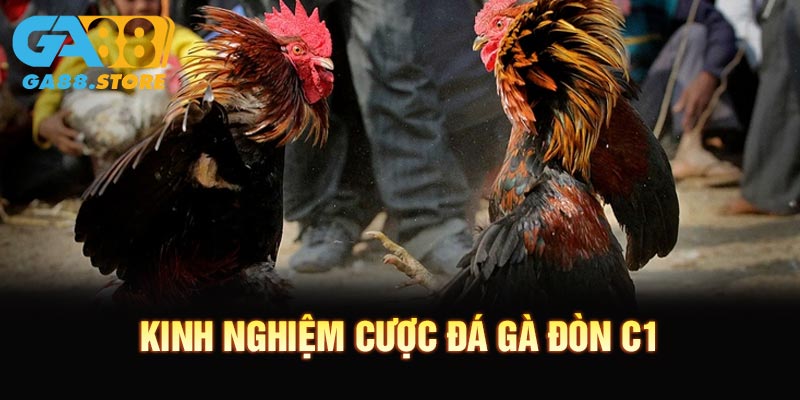Kinh nghiệm cược đá gà đòn C1 hay cho người mới