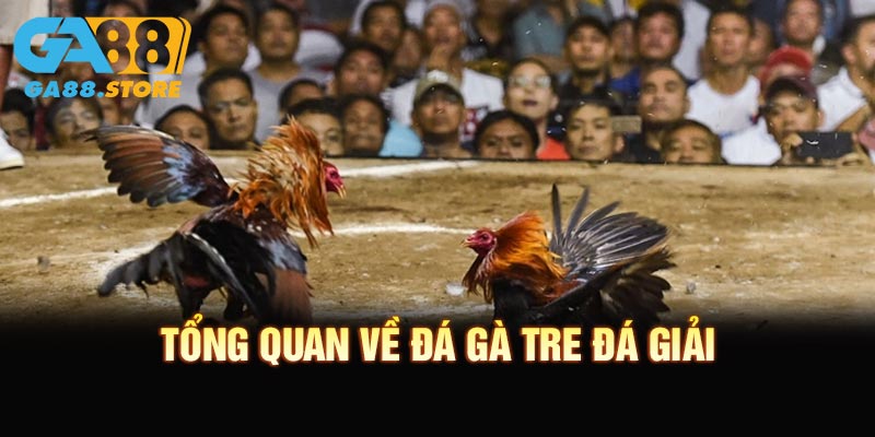 Tổng quan về đá gà tre đá giải